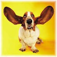 ears.jpg