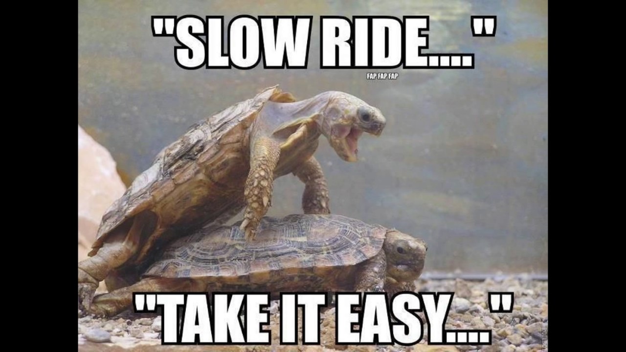 SLOW_TURTLES.jpg