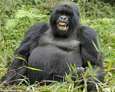 gorilla.jpg
